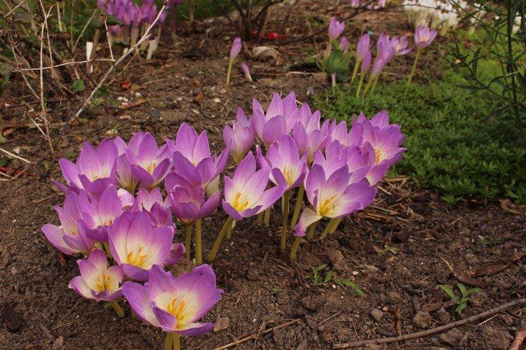 Colchicum - fotografia Colchicum - fotografia