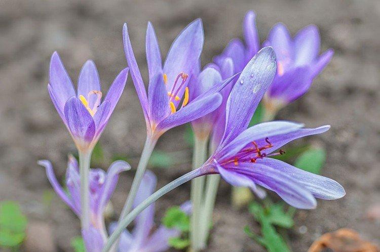 Colchicum - fotografia Colchicum - fotografia