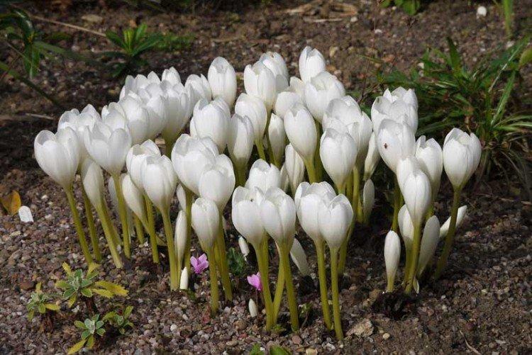 Colchicum - fotografia Colchicum - fotografia