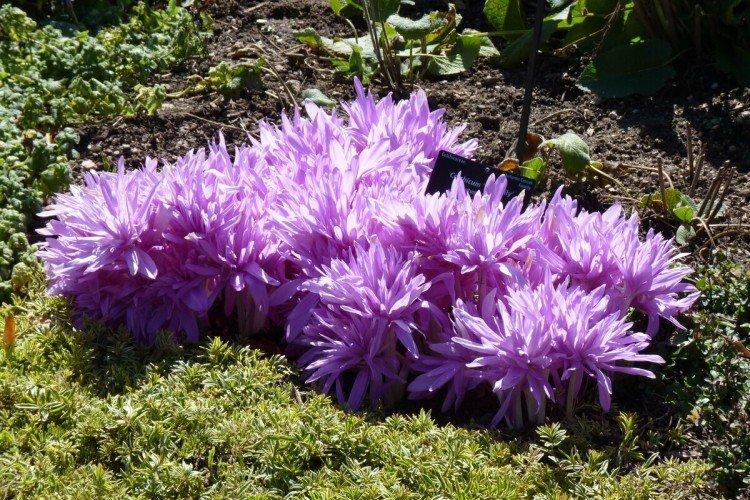Colchicum - fotografia Colchicum - fotografia