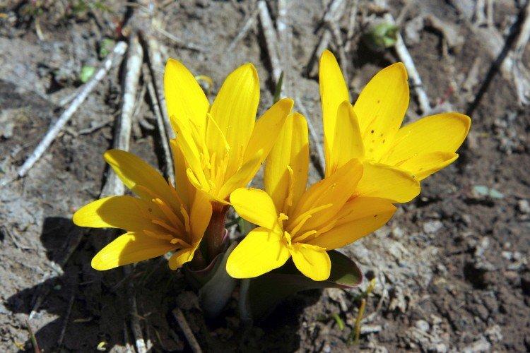 Colchicum - fotografia Colchicum - fotografia