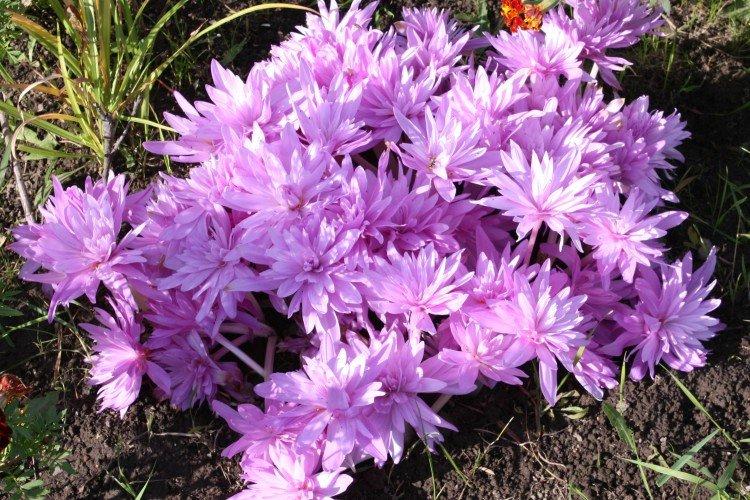 Froté krokus Froté krokus