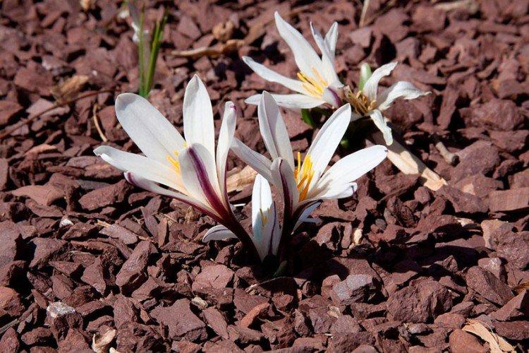 Colchicum Regel Colchicum Regel