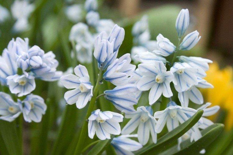 Puškinia - foto Puškinia - foto