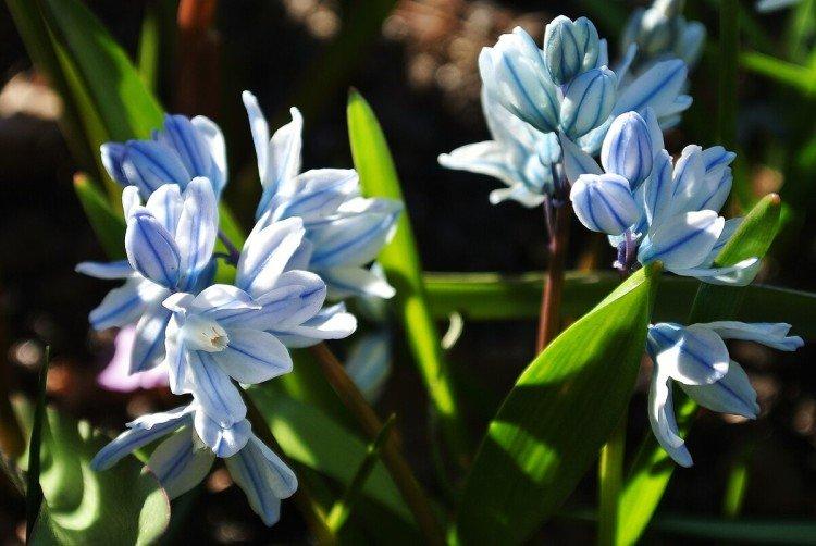 Puškinia - foto Puškinia - foto