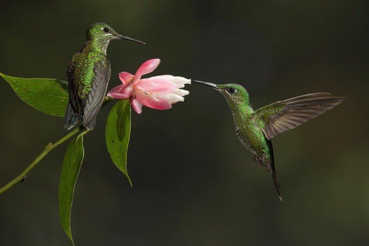 Hummingbird (50 fotografií): popis vtáka, čo jedáva a kde žije