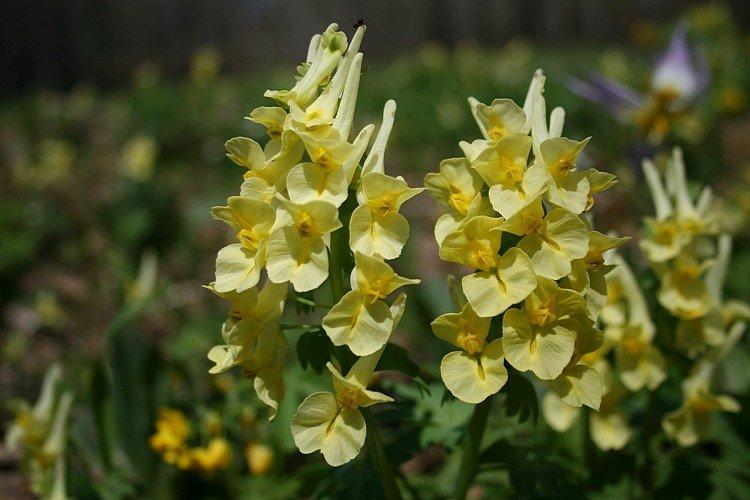 Corydalis (50 fotografií): druhy, starostlivosť a výsadba na otvorenom priestranstve