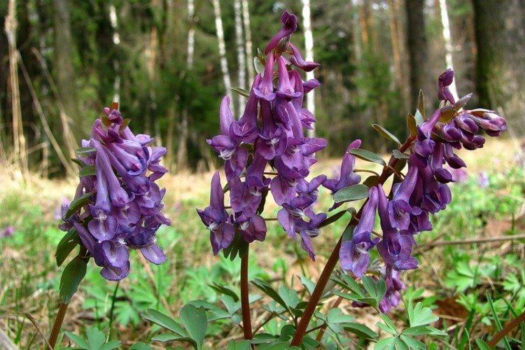 Corydalis - foto Corydalis - foto