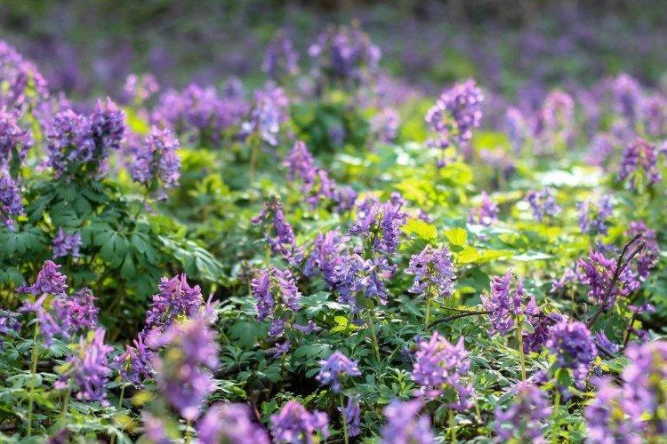 Corydalis - foto Corydalis - foto