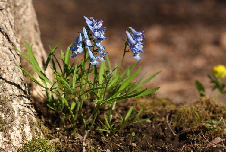 Corydalis - foto Corydalis - foto