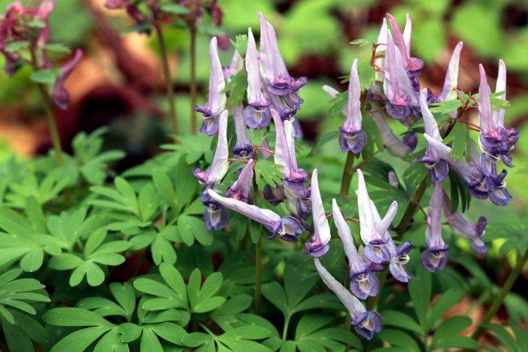 Corydalis - foto Corydalis - foto