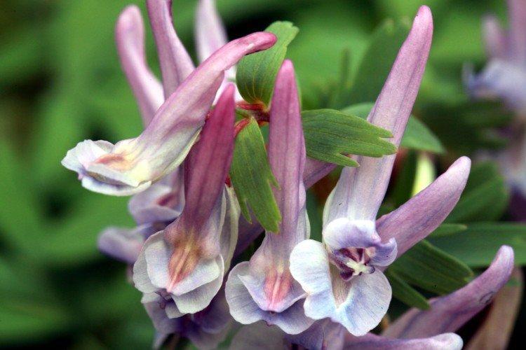 Corydalis - foto Corydalis - foto