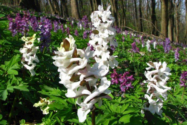 Corydalis - foto Corydalis - foto