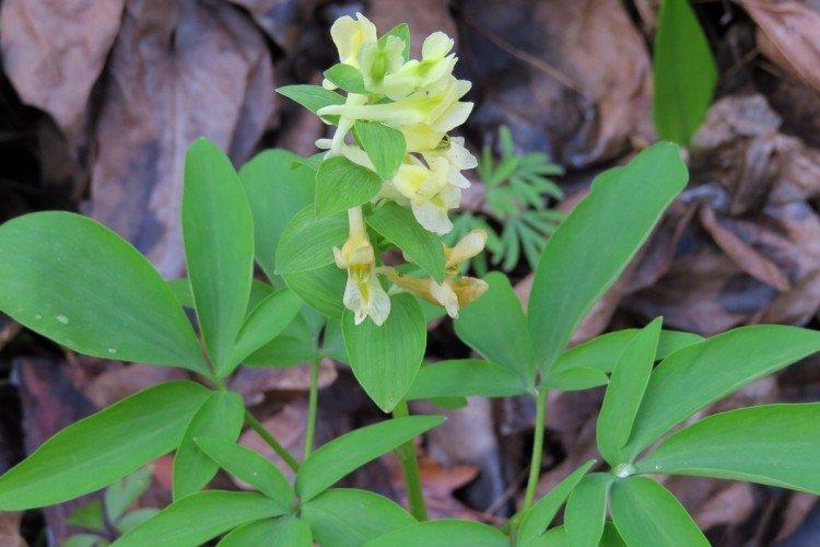 Corydalis - foto Corydalis - foto