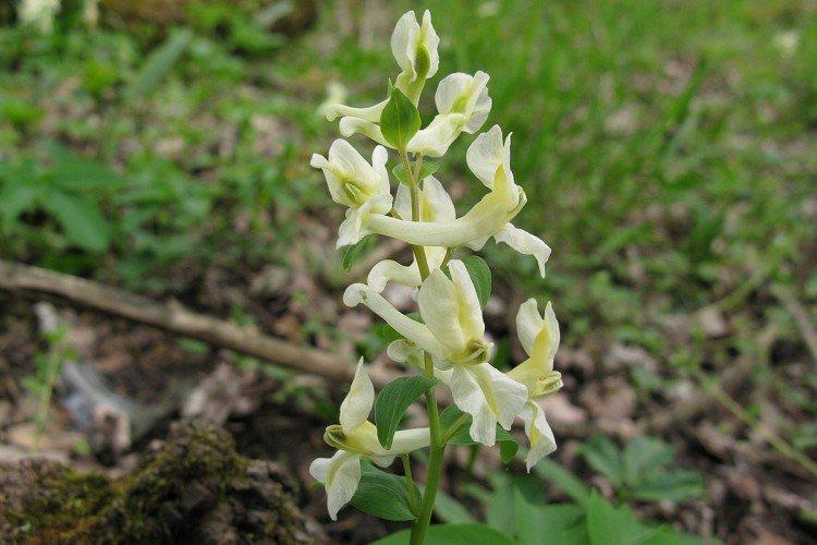 Corydalis - foto Corydalis - foto