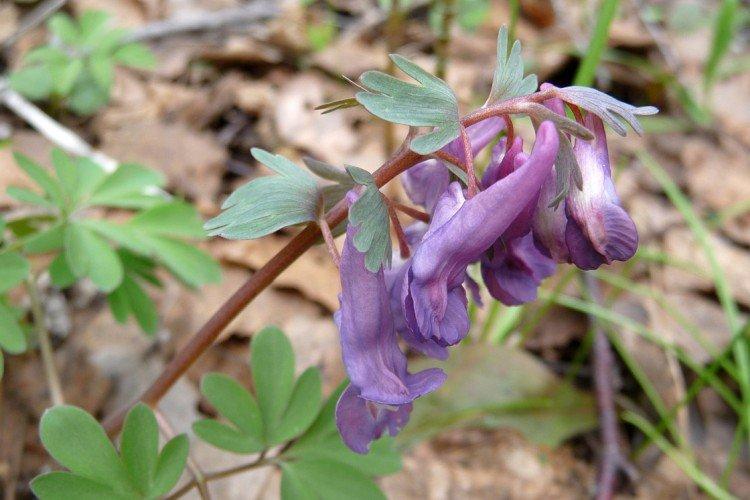 Corydalis - foto Corydalis - foto