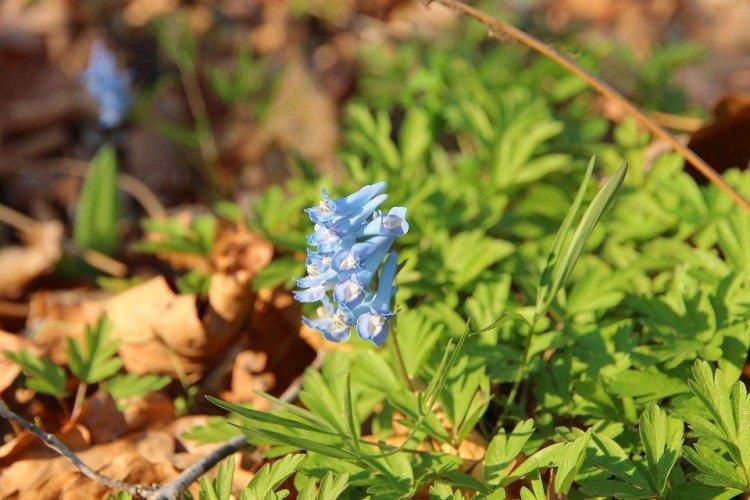 Corydalis - foto Corydalis - foto