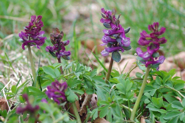 Corydalis - foto Corydalis - foto