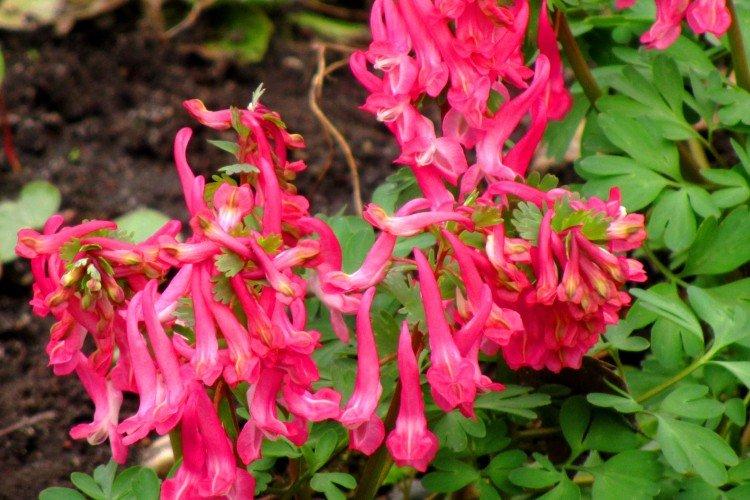 Corydalis - foto Corydalis - foto
