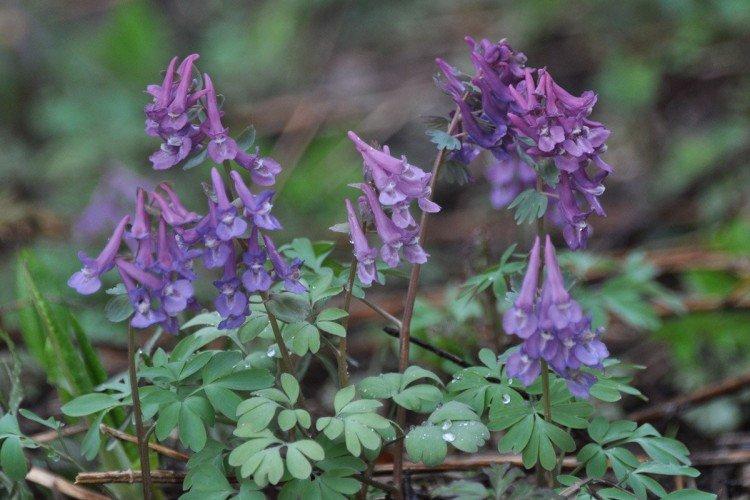 Corydalis - foto Corydalis - foto