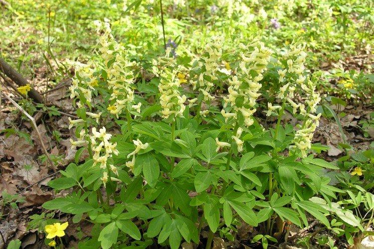 Corydalis - foto Corydalis - foto