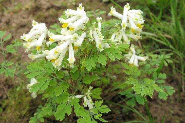 Corydalis - foto Corydalis - foto
