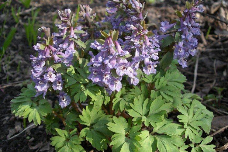 Husté corydalis Husté corydalis