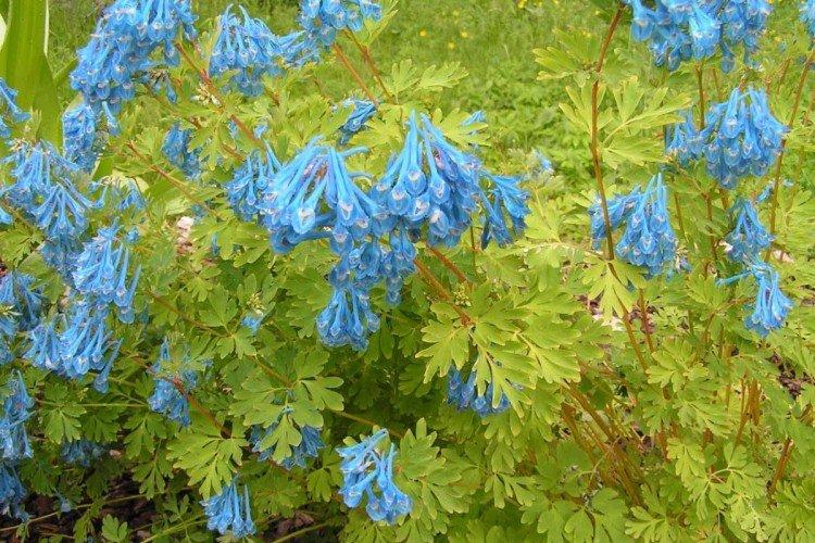 Corydalis - foto Corydalis - foto