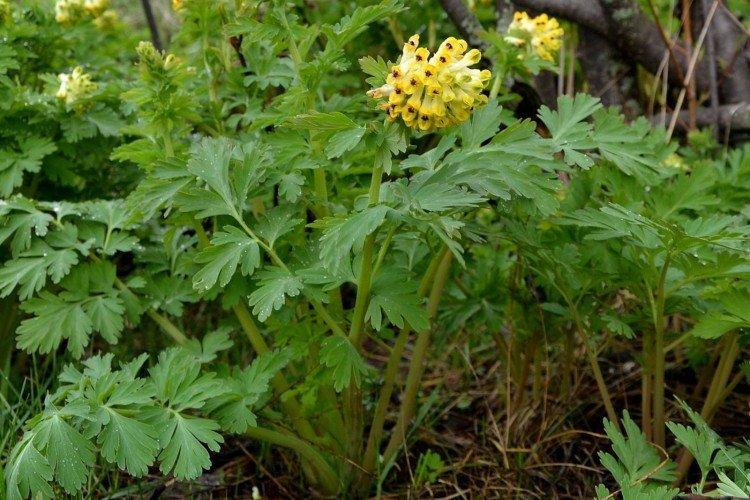 Corydalis - foto Corydalis - foto