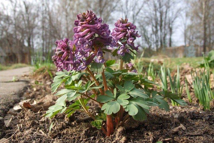Corydalis - foto Corydalis - foto