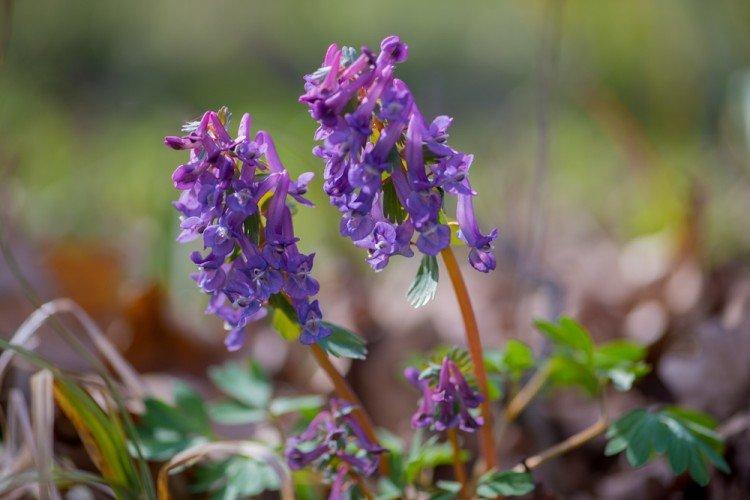 Corydalis - foto Corydalis - foto
