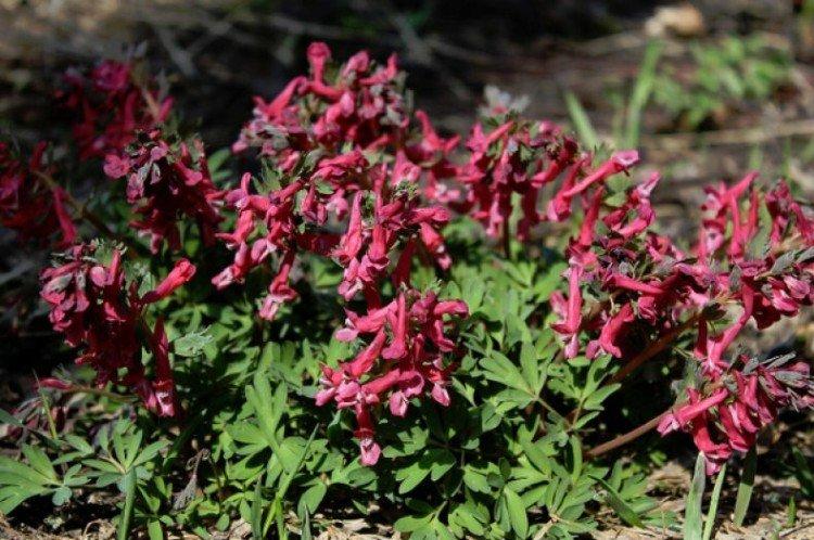 Corydalis - foto Corydalis - foto