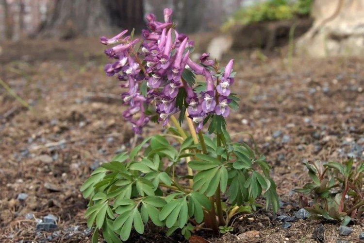 Corydalis - foto Corydalis - foto