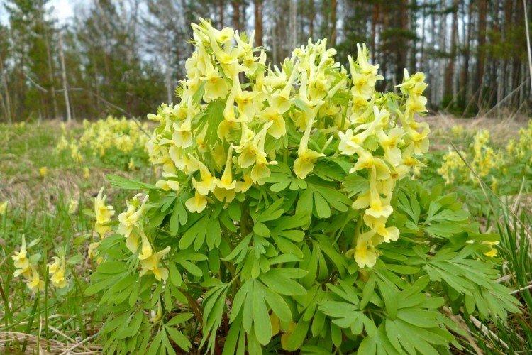 Corydalis - foto Corydalis - foto