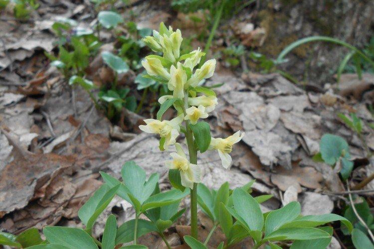 Corydalis - foto Corydalis - foto