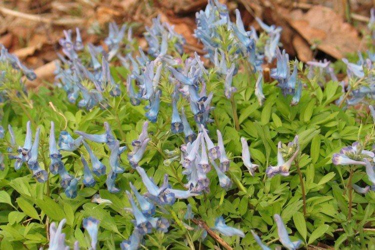 Pochybná Corydalis Pochybná Corydalis