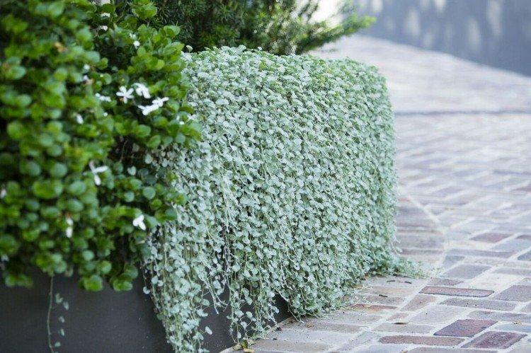 Dichondra - fotografia Dichondra - fotografia
