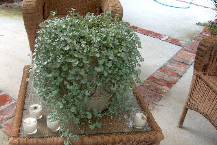 Dichondra - fotografia Dichondra - fotografia