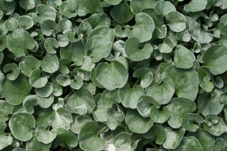 Dichondra - fotografia Dichondra - fotografia