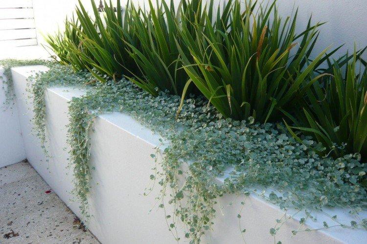 Dichondra - fotografia Dichondra - fotografia