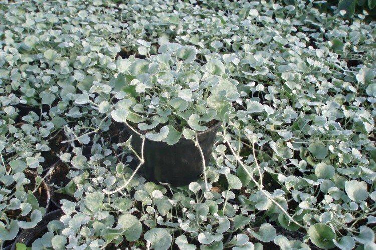 Dichondra - fotografia Dichondra - fotografia