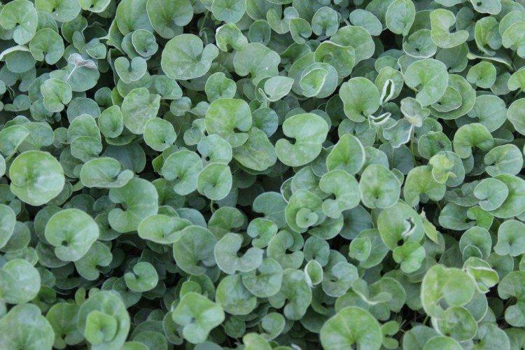 Dichondra - fotografia Dichondra - fotografia