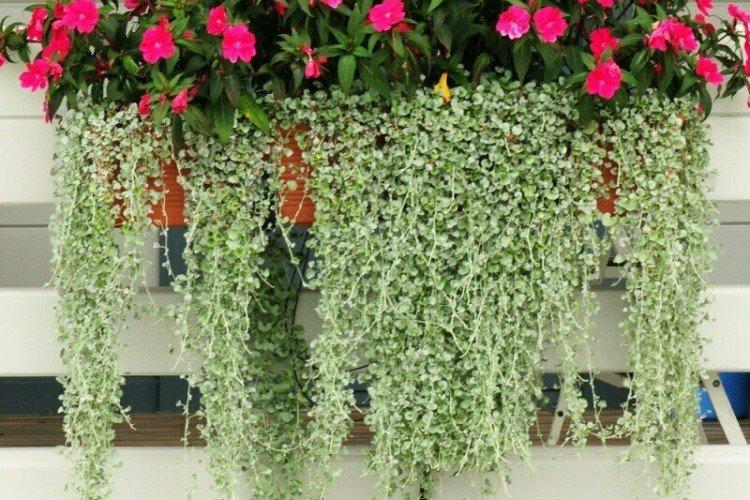 Dichondra - fotografia Dichondra - fotografia