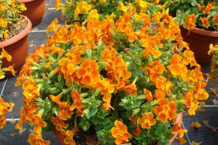 Mimulus (50 fotografií): typy, starostlivosť a výsadba na otvorenom priestranstve Mimulus (50 fotografií): typy, starostlivosť a výsadba na otvorenom priestranstve