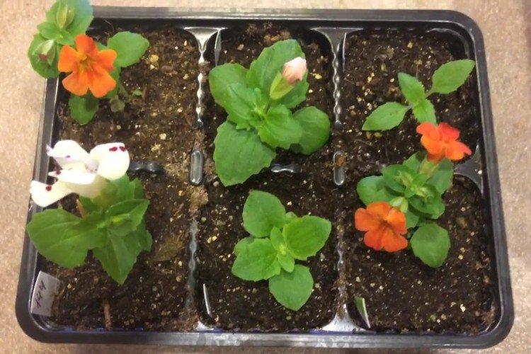 Výsadba a reprodukcia mimulus Výsadba a reprodukcia mimulus