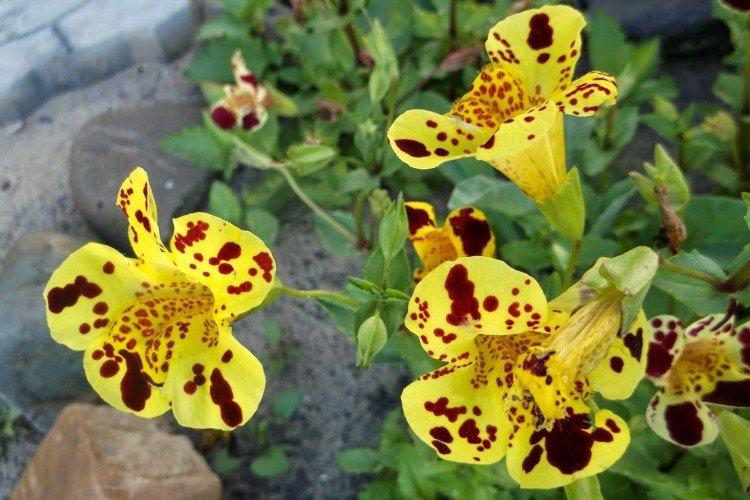 Mimulus - fotka Mimulus - fotka
