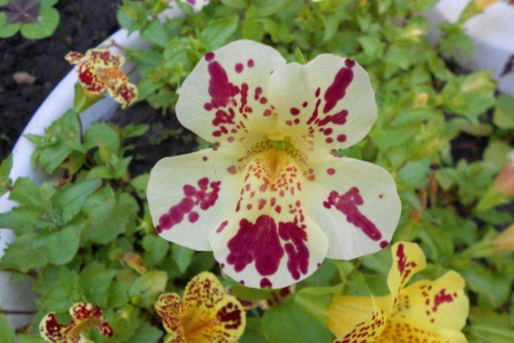 Mimulus - fotka Mimulus - fotka