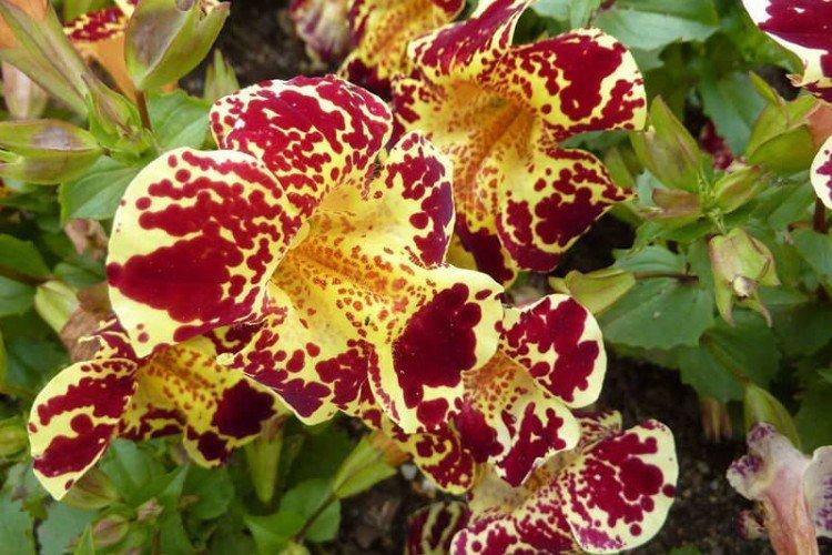 Mimulus - fotka Mimulus - fotka