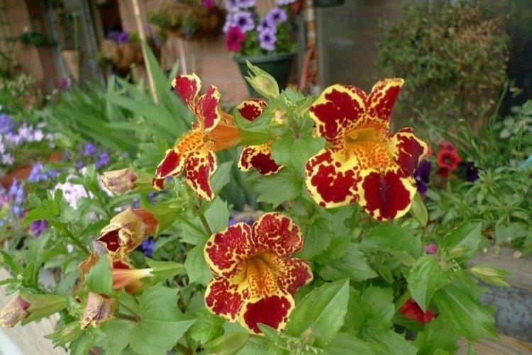 Mimulus - fotka Mimulus - fotka