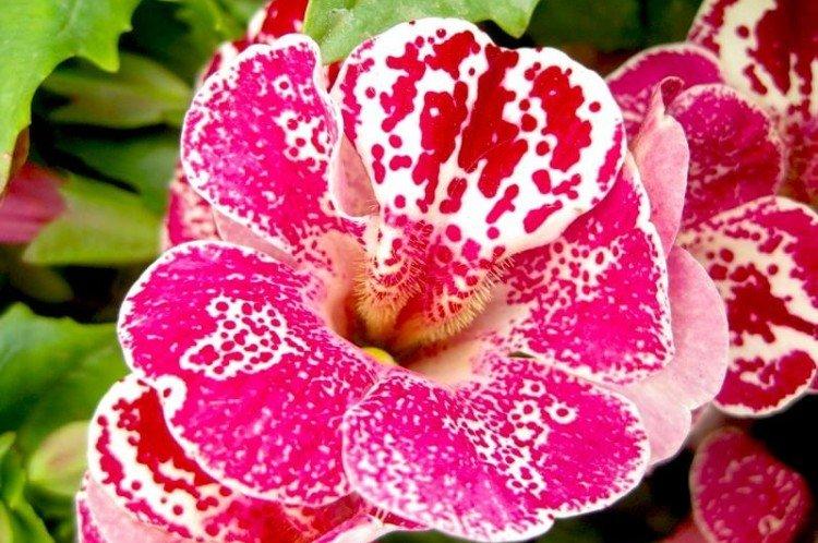Mimulus - fotka Mimulus - fotka